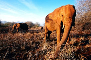 Elefanten Waisen, Kenia 